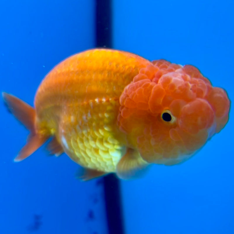 Thai Ranchu Full Red 3.5” Body Female(CK-1123)R1B05