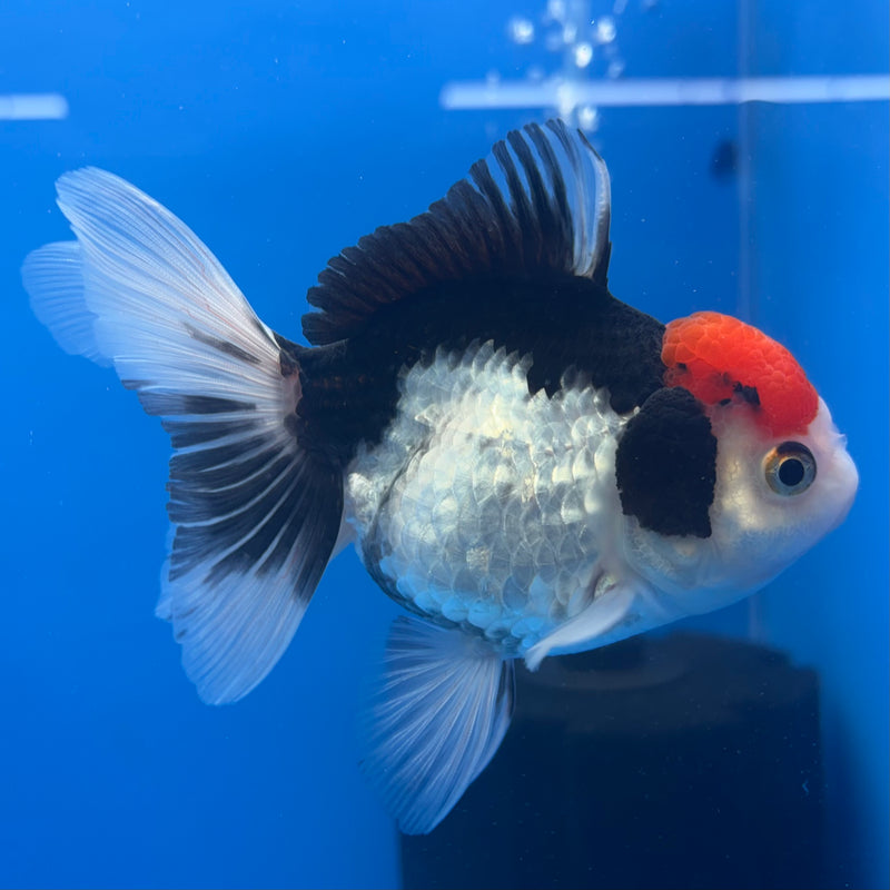 Thai Oranda Tri-Color 3” Body Female(CK-703)R1A05