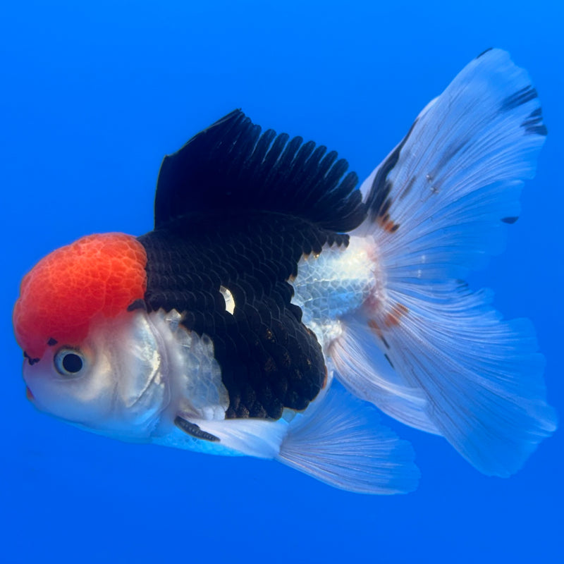 Thai Oranda Tri-Color 3” Body Male(CK-723)R1A01