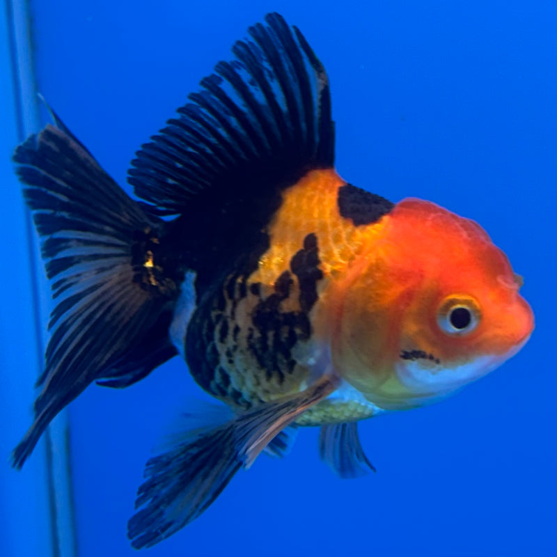 Thai Oranda Apache 2” Body Female(CK-739)R3B21