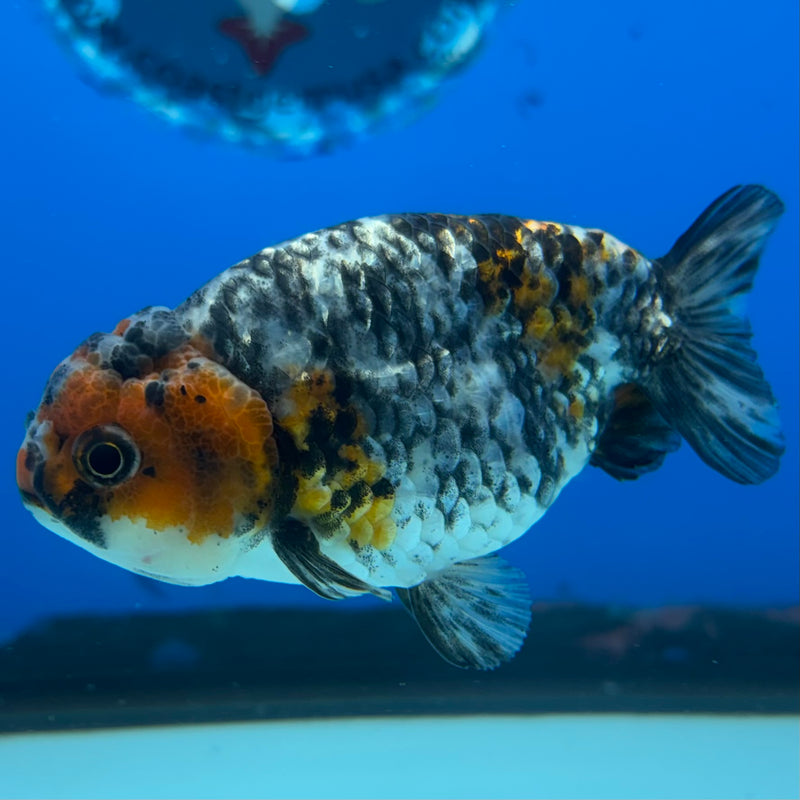 Thai Ranchu Calico 3” Body Female(CK-1392)R1A09