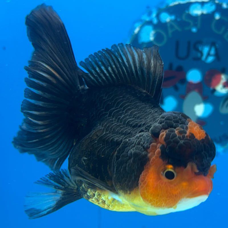 Thai Oranda Apache 3” Body Female(CK-960)R3B12