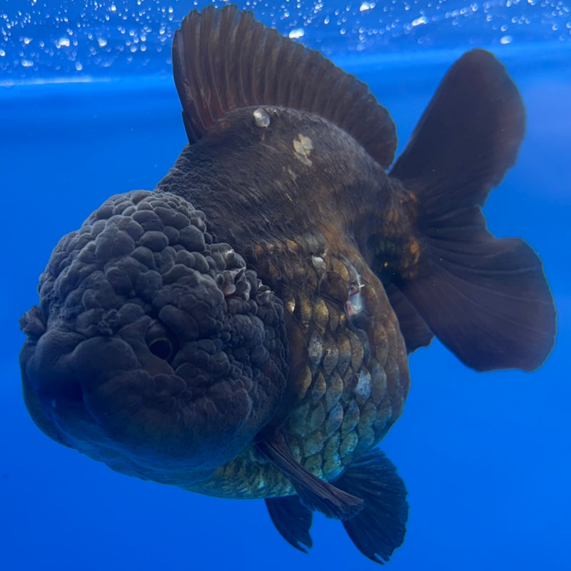 Thai Oranda JUMBO Full Black 4” Body Male(QGF-CK-1341)BLUETUB1