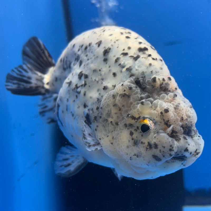Thai Super Jumbo Calico Ranchu 6” Body Male(CK-CRP-JO1132)