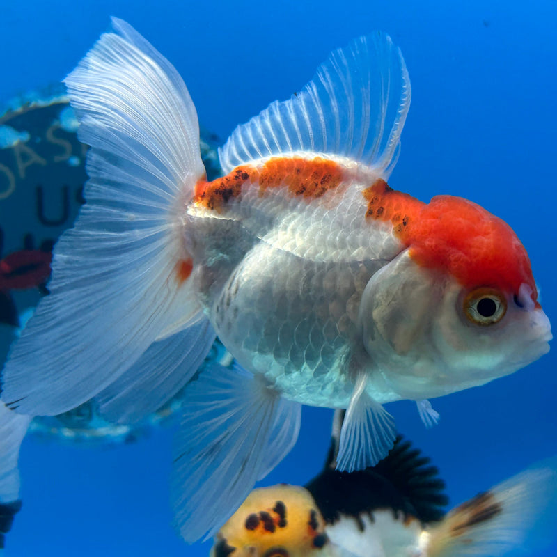 Thai Red-Cap Oranda 2.5”Body Female (JCD-175)R3B15