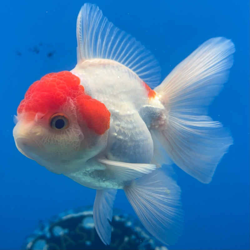 Thai Oranda White Body Red Cap 2.5” Body Male(CK-904)R3B14