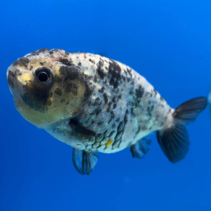Thai Ranchu Granite Calico 3.5” Body Male(CK-1502)R3A13