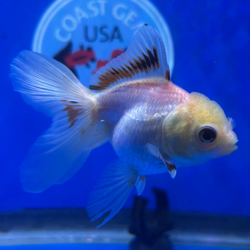 Live Premium Fancy Goldfish Thai Oranda Panda 2.5" Body Male(JC-284) R4C04