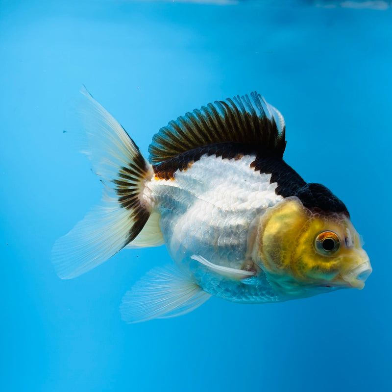 (KP-011) Panda Fancy Oranda Juvenile 2'' R4B02