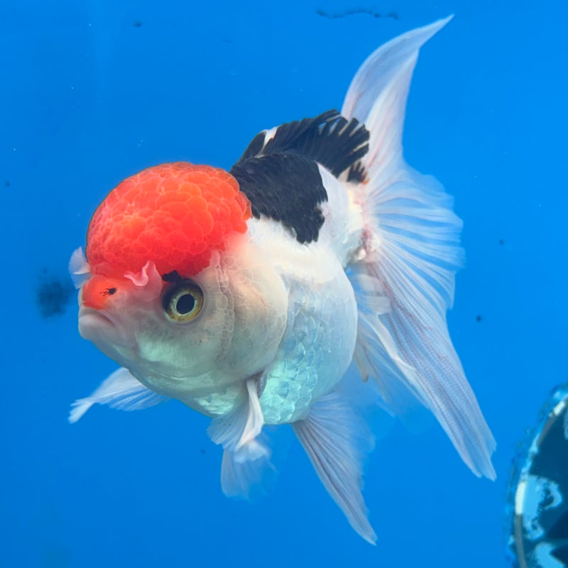 Thai Oranda Tri-Color 3.5” Body Female(CK-921)R1BLUETUB4