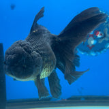 Thai Oranda JUMBO Full Black 4” Body Female(CK-1399)SHOWTANKB✅