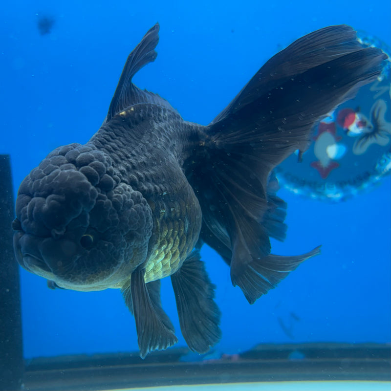 Thai Oranda JUMBO Full Black 4” Body Female(CK-1399)SHOWTANK2