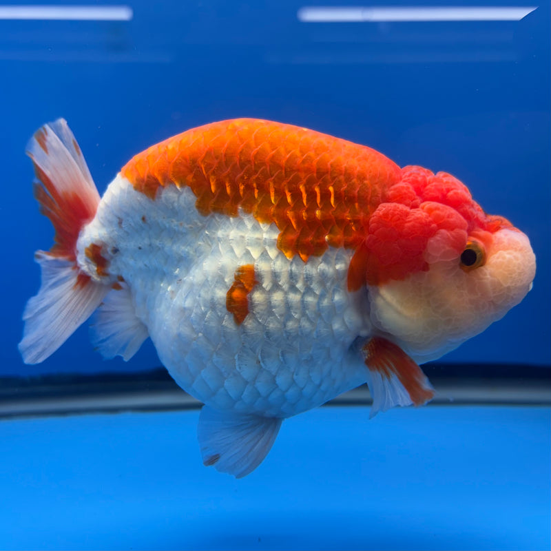 Thai Ranchu Lionchu Super Jumbo Red/White 5” Body Female(CK-763)SHOWTANK