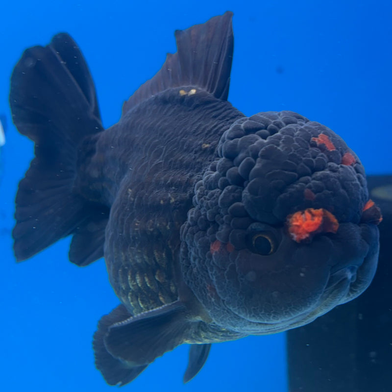Thai Oranda Black Body Red Cap 4” Body Male(CK-1498)R2B23