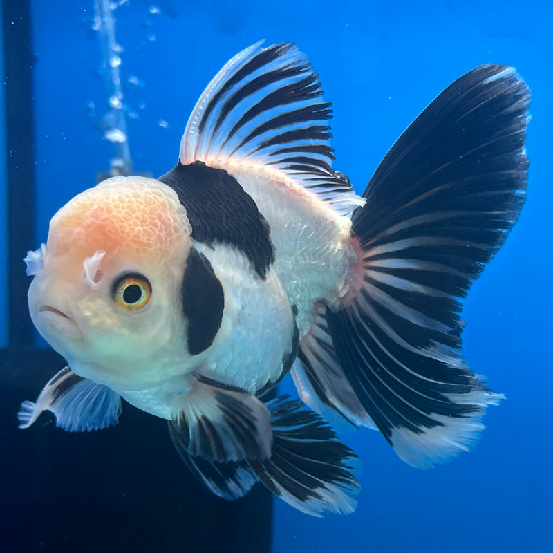 Thai Oranda Panda 3.5” Body Female(CK-917)R1BLUETUB4