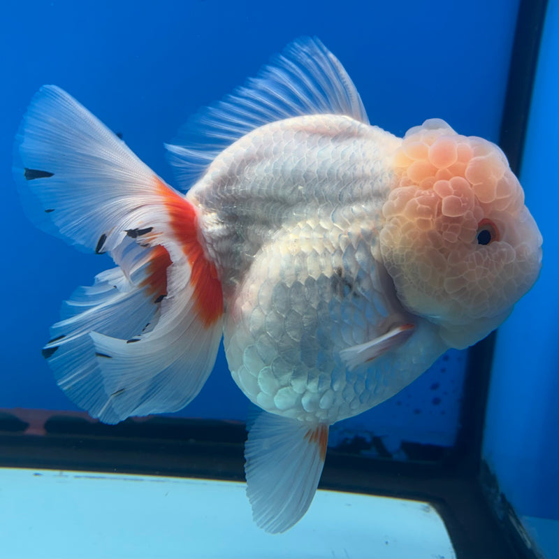 Thai Jumbo Oranda Lemon Head Red/White 4” Body Female(CRP-CK-1080)BLUETUB2
