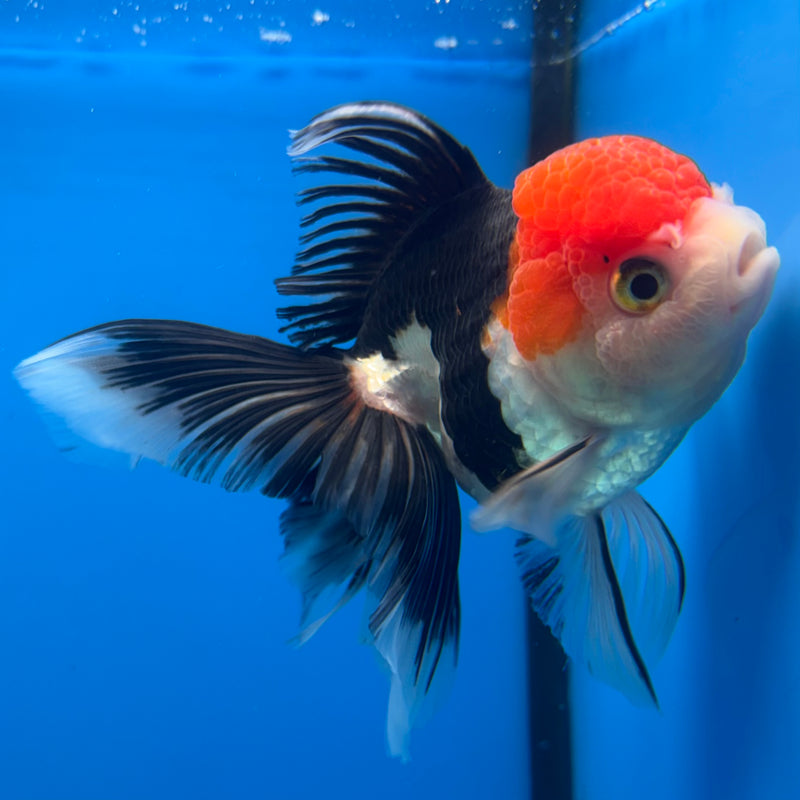 Thai Oranda Tri-Color 3.5” Body Female(CK-915)R1BLUETUB4