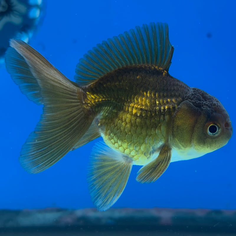 Thai Oranda Full Black 2” Body Male(CK-1018)R3B13