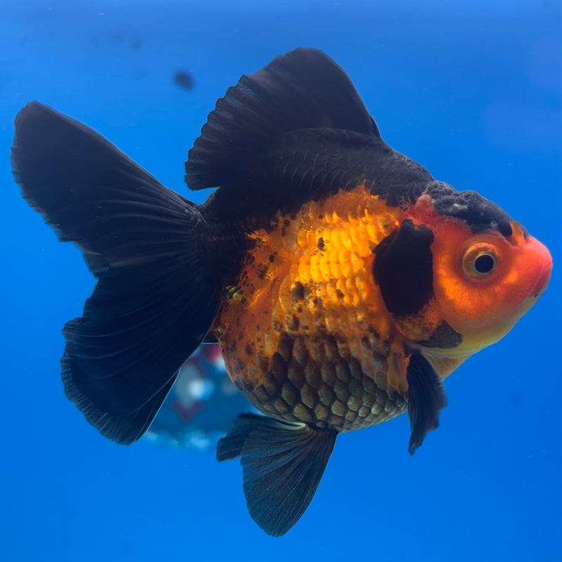 Thai Oranda Apache 3” Body Male(CK-1411)R1B09