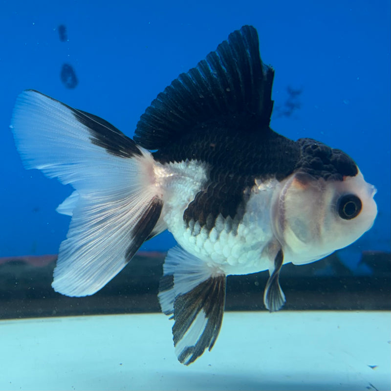 Thai Oranda Panda 2” Body Female(CK-1015)R3B14