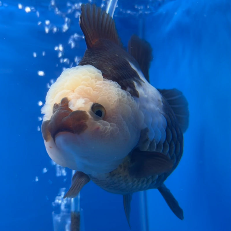 Thai Premium Oranda Yuanbao Panda 4” Body Female(CK-749)R1BlueTub4