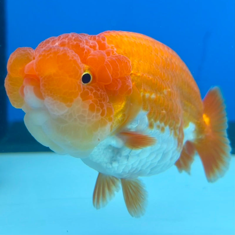 Thai Ranchu Red/White 3.5” Body Male(CK-1121)R1B05