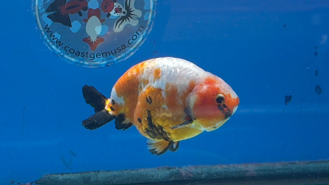 Chinese Ranchu Tri-Color Sakura 3.5in Male (FEB-308)BLUETUBC