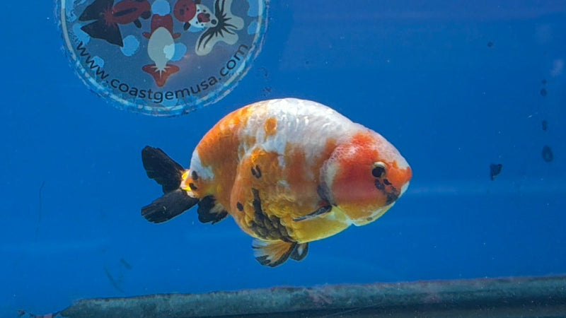 Chinese Ranchu Tri-Color Sakura 3.5in Male (FEB-308)R2A06