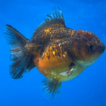 Thai Oranda Calico Yuanbao by SHOGUN 2.8” Body Male(CK-1590)R3B09