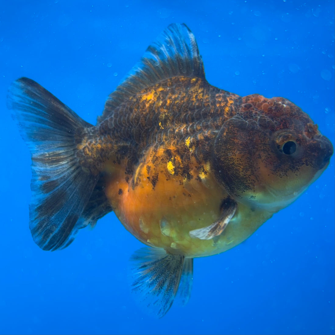 Thai Oranda Calico Yuanbao by SHOGUN 2.8” Body Male(CK-1590)R3B09
