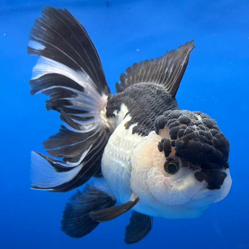 Thai Oranda AA JUMBO Panda 4” Body Male(AA-CK-1350)R1BLUETUB3