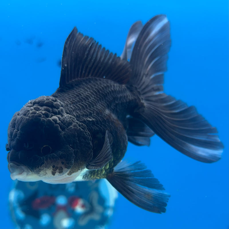 Thai Oranda NOK Black Panda 2.5” Body Male(NOK-CK-1181)R3B16