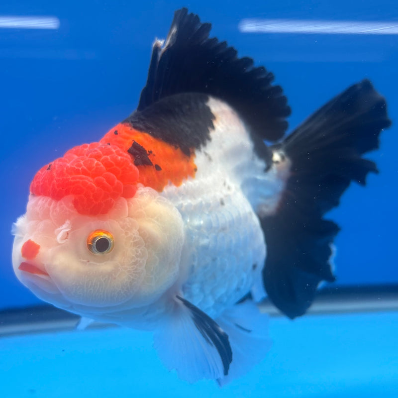 Thai Oranda JUMBO Tri-Color 4.5” Body Female(QGF-CK-1315)BLUETUB1