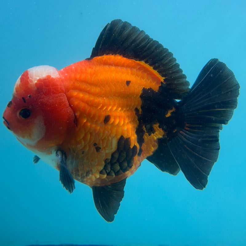 Thai Premium Jumbo Aapche Short Tail Giant Breed 5.00 inch Body Oranda (CRP-JO1016)
