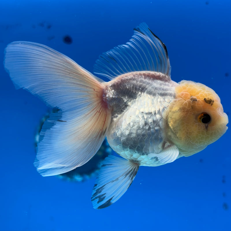 Thai Oranda Lemon Head White/Panda 3” Body Female(CK-975)R3B10
