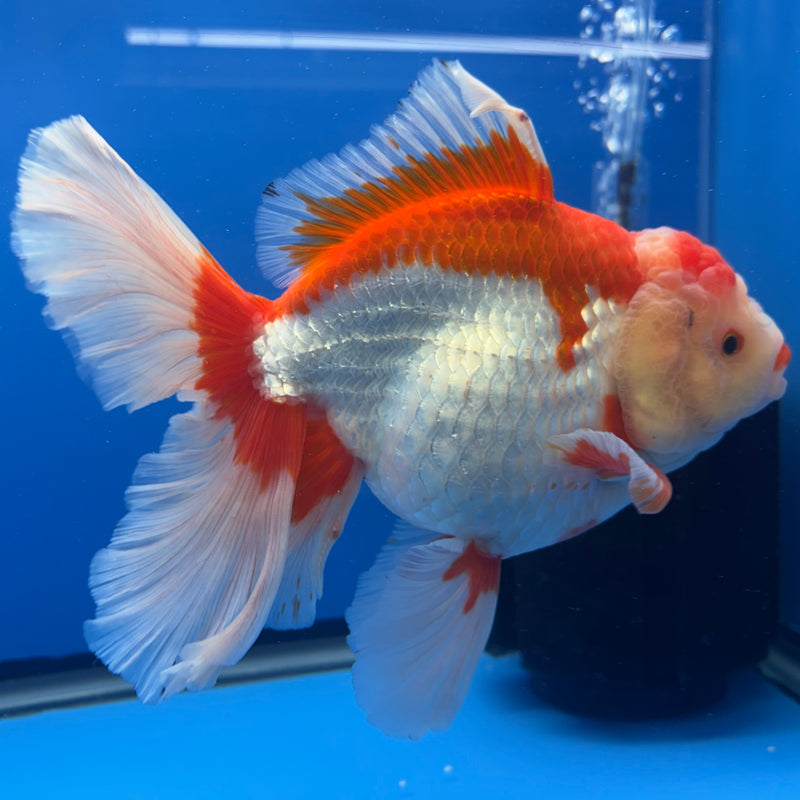 Thai Oranda JUMBO Red/White 5” Body Female(QGF-CK-1323)BLUETUB1