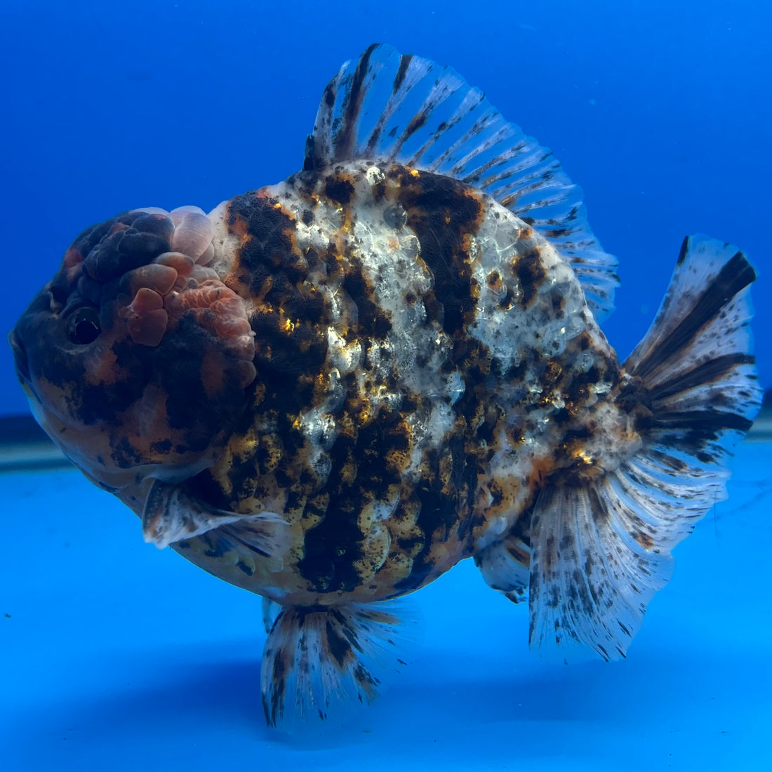 Thai Oranda Tri-Color Tiger 4.5" Male(NKT-CK-1579)BLUETUB-B