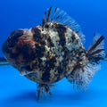 Thai Oranda Tri-Color Tiger 4.5" Male(NKT-CK-1579)BLUETUB-B