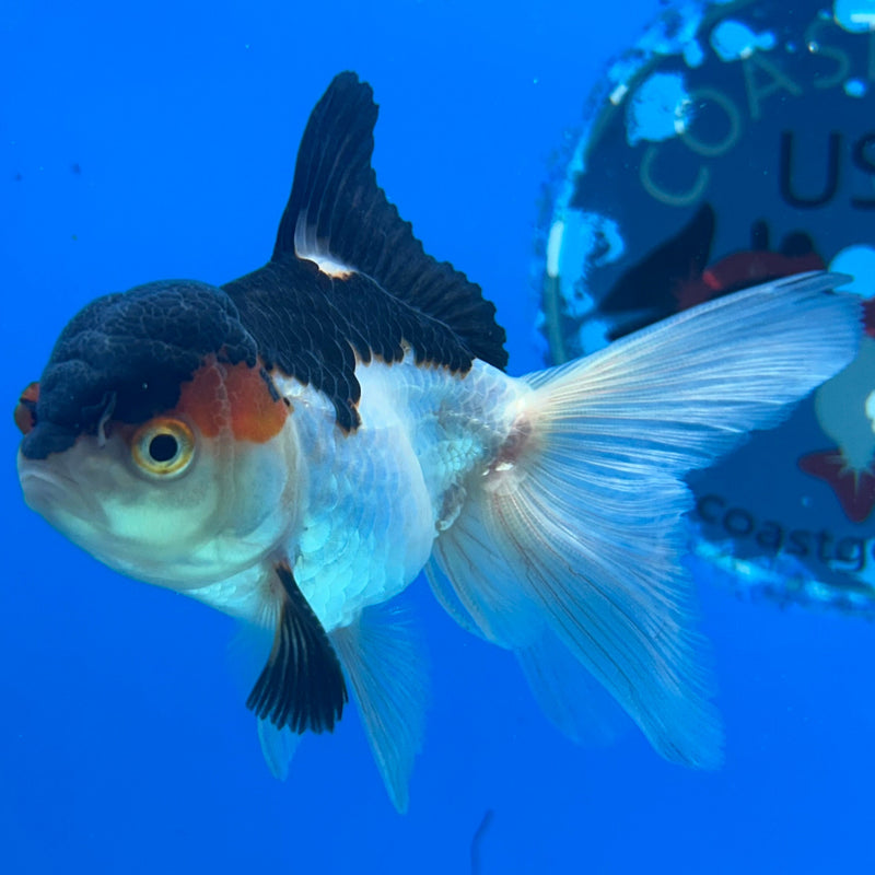 Thai Panda Oranda 2” Body Male (JCD-215)R4B01