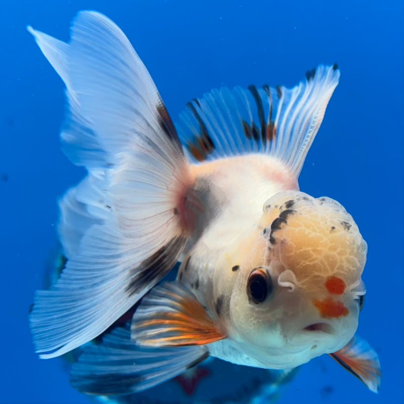 Thai Oranda Lemon Head Tri-Color 2.5” Body Female(CK-1013)R3B15