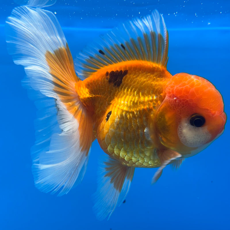 Thai Oranda Tri-Color 3” Body Female(BIN-CK-1062)SHOWTANK2