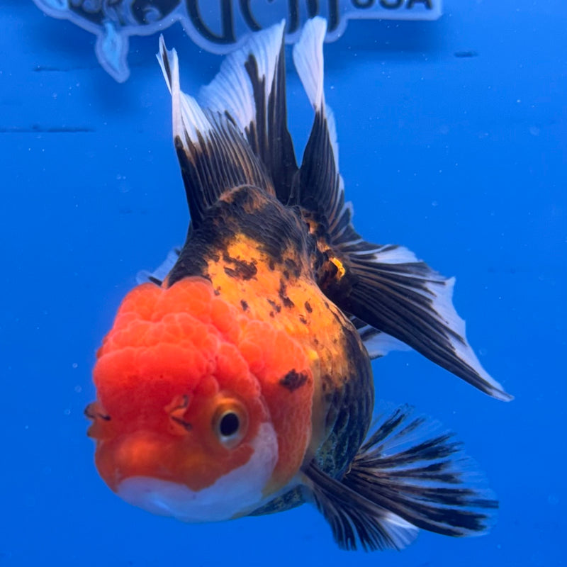 Thai Oranda Apache 3” Body Female(CK-963)R3B12