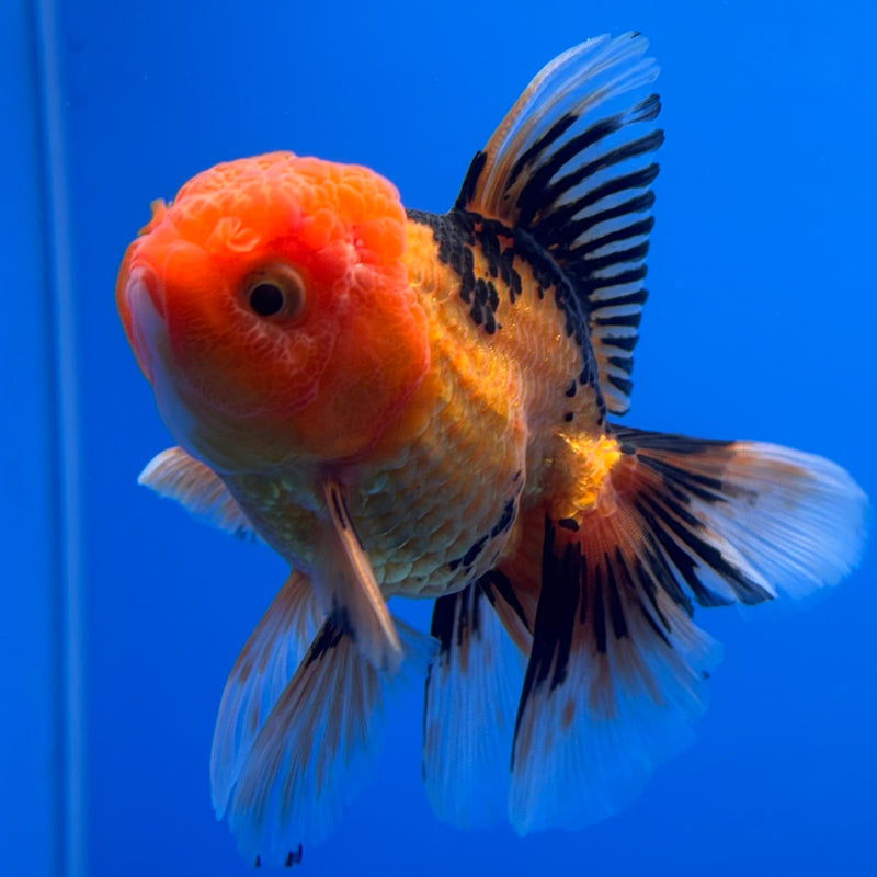 Thai Oranda Apache 2.5” Body Male(CK-721)R1A01