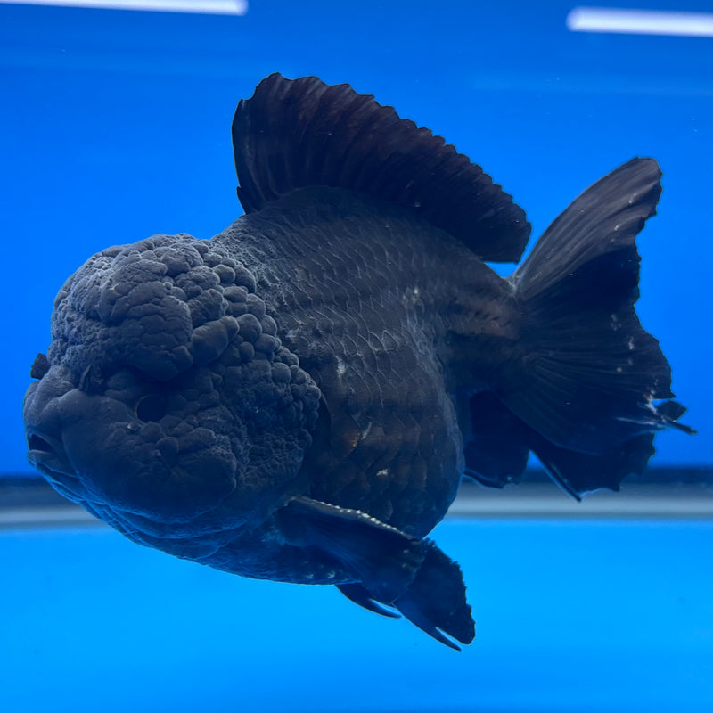 Thai Oranda JUMBO Full Black 4” Body Male(QGF-CK-1339)BLUETUB1