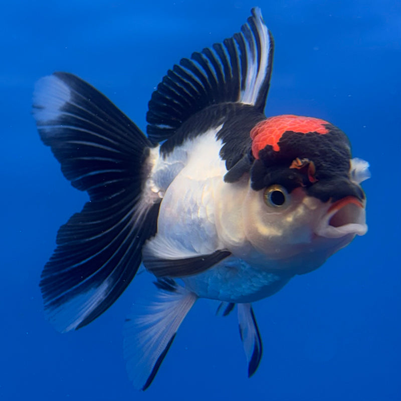 Thai Oranda Tri-Color 2.5” Body Female(CK-1248)R3B09