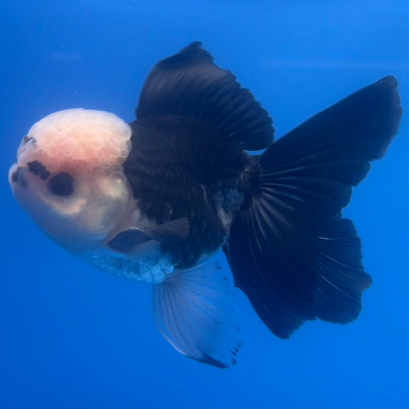 Thai Oranda Panda 3” Body Male(CK-1223)R1B08