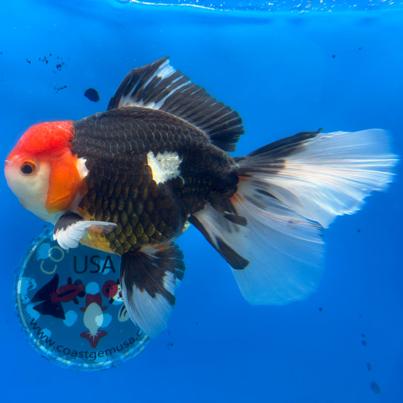 Thai Oranda JUMBO Apache 4.5” Body Male(CK-1362)SHOWTANK2