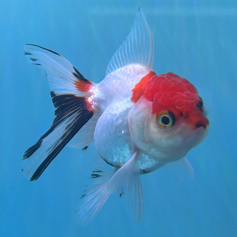 Thai Tri-Color Oranda 2“ Body Female (JCD-138)R4B10