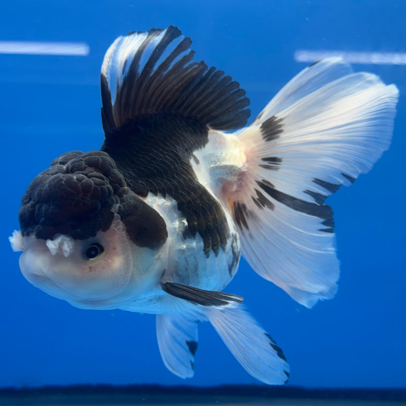 Thai Oranda JUMBO Panda 4” Body Female(CK-1368)R1B12