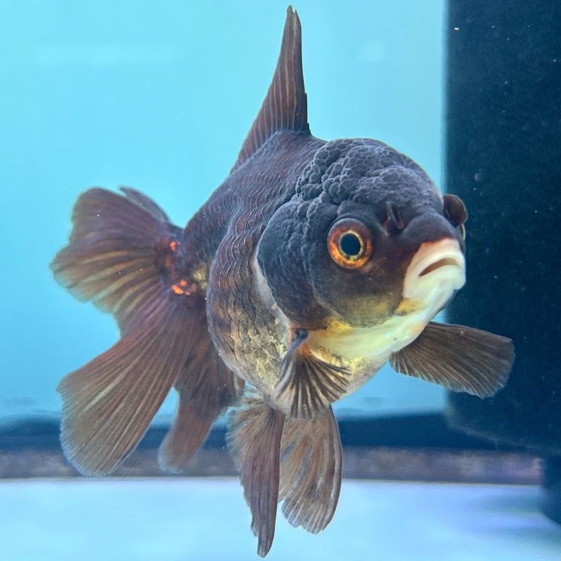 Thai Black Oranda 2.5”Body Female (JCD-077)R4C06